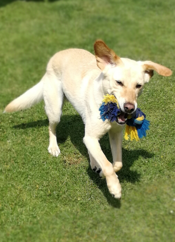 Simba